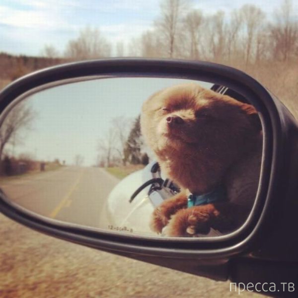 ����� �������� - �������� ��������, ����� 14 (52 ����)