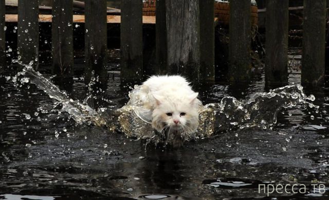 ����� �������� - �������� ��������, ����� 14 (52 ����)