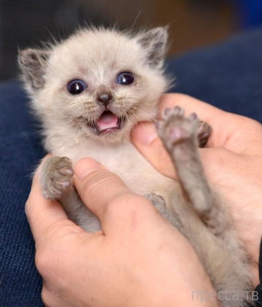 ����� �������� - �������� ��������, ����� 14 (52 ����)