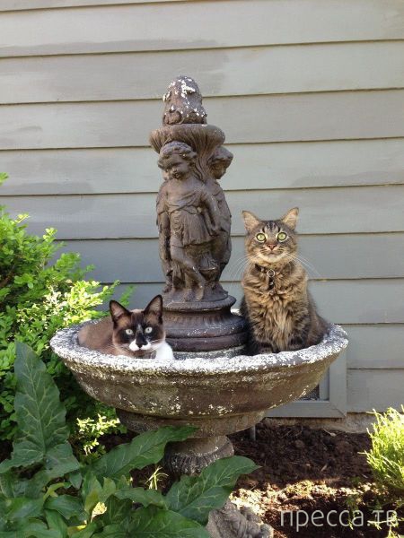 ����� �������� - �������� ��������, ����� 14 (52 ����)