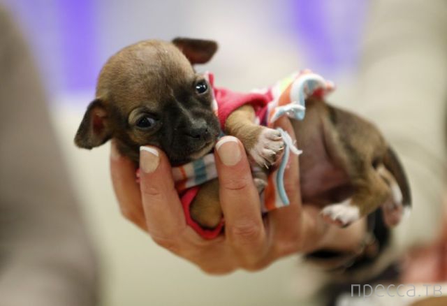 ����� �������� - �������� ��������, ����� 14 (52 ����)