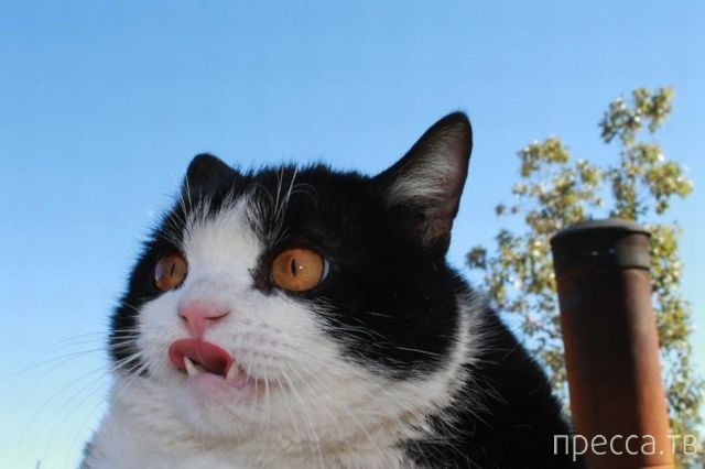 ����� �������� - �������� ��������, ����� 14 (52 ����)