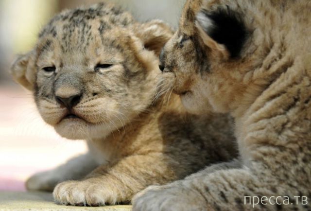 ����� �������� - �������� ��������, ����� 14 (52 ����)