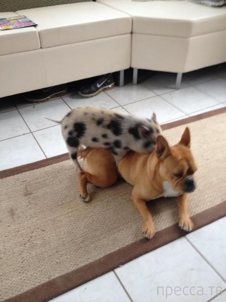 ����� �������� - �������� ��������, ����� 14 (52 ����)