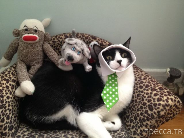 ����� �������� - �������� ��������, ����� 14 (52 ����)