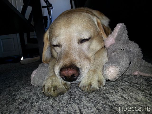 ����� �������� - �������� ��������, ����� 14 (52 ����)