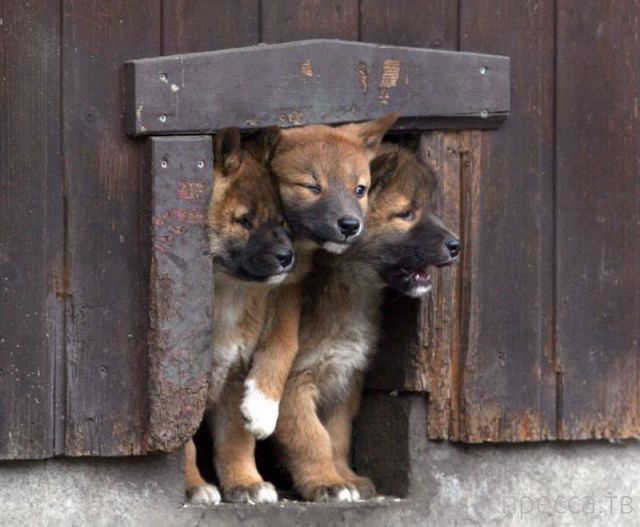 ����� �������� - �������� ��������, ����� 14 (52 ����)