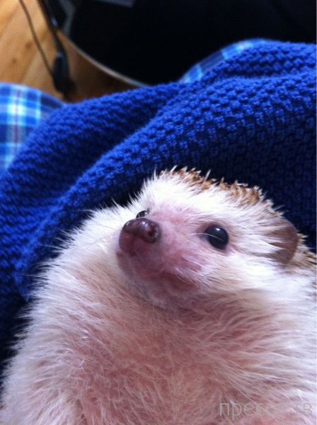 ����� �������� - �������� ��������, ����� 14 (52 ����)