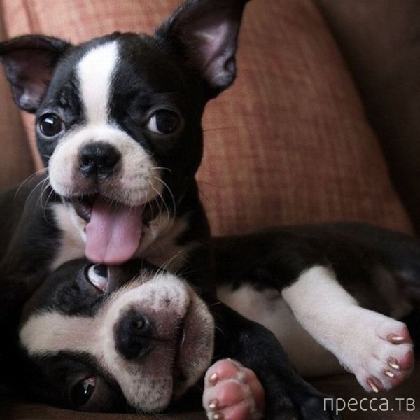 ����� �������� - �������� ��������, ����� 14 (52 ����)