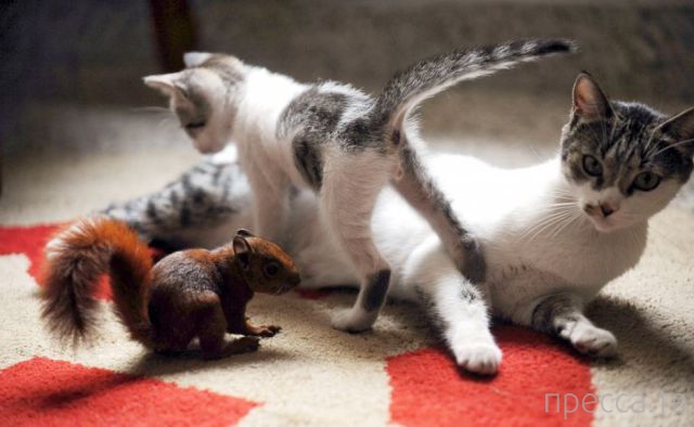 ����� �������� - �������� ��������, ����� 14 (52 ����)