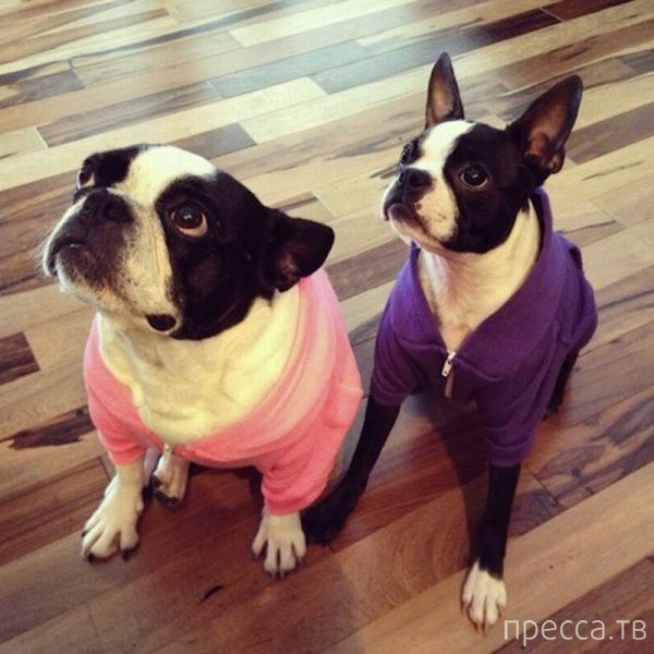 ����� �������� - �������� ��������, ����� 14 (52 ����)