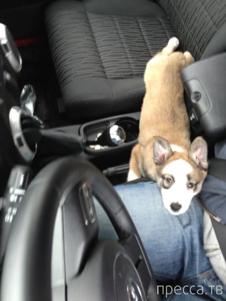 ����� �������� - �������� ��������, ����� 14 (52 ����)