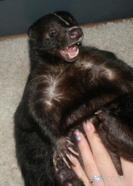 ����� �������� - �������� ��������, ����� 14 (52 ����)