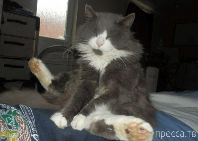 ����� �������� - �������� ��������, ����� 14 (52 ����)