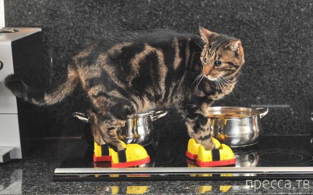 ����� �������� - �������� ��������, ����� 14 (52 ����)