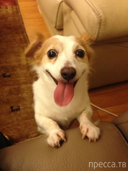 ����� �������� - �������� ��������, ����� 14 (52 ����)