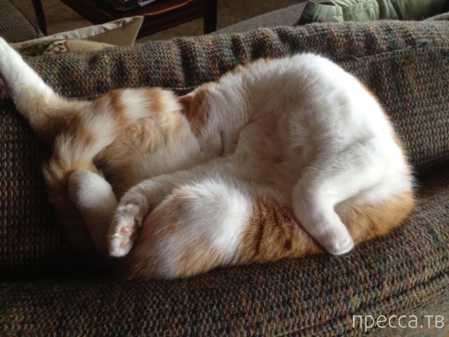 ����� �������� - �������� ��������, ����� 14 (52 ����)