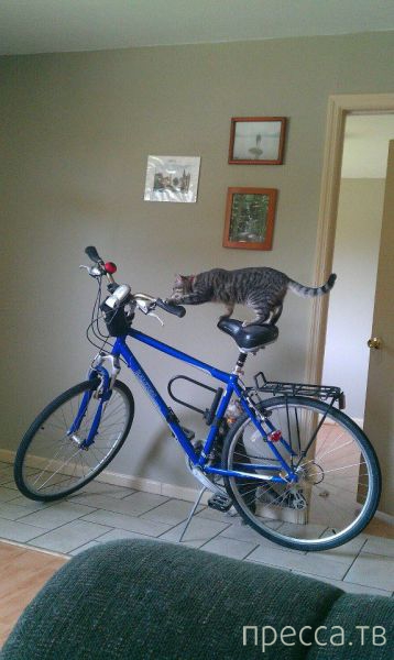 ����� �������� - �������� ��������, ����� 14 (52 ����)