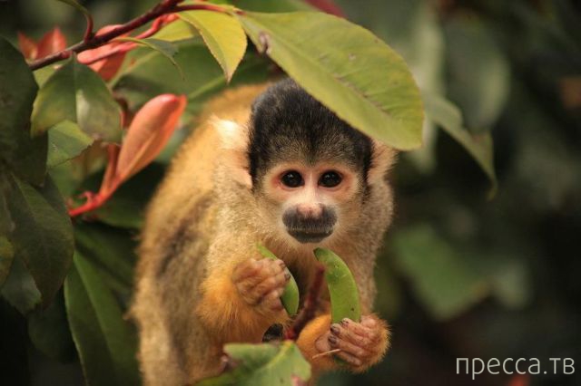 ����� �������� - �������� ��������, ����� 14 (52 ����)