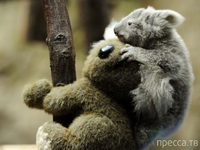 ����� �������� - �������� ��������, ����� 14 (52 ����)