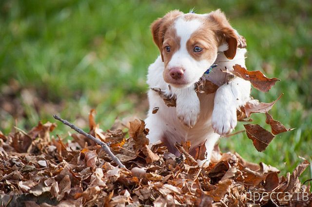 ����� �������� - �������� ��������, ����� 14 (52 ����)