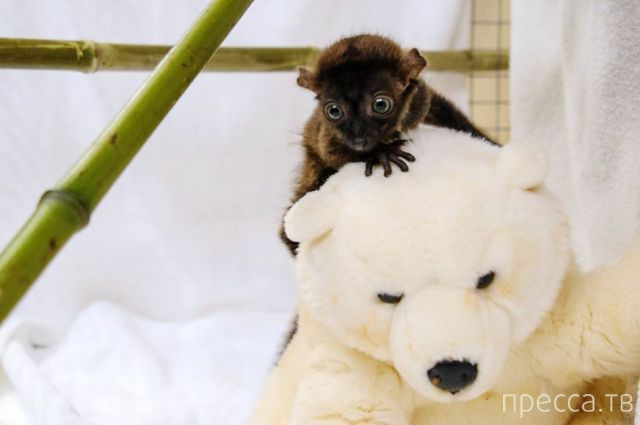 ����� �������� - �������� ��������, ����� 14 (52 ����)