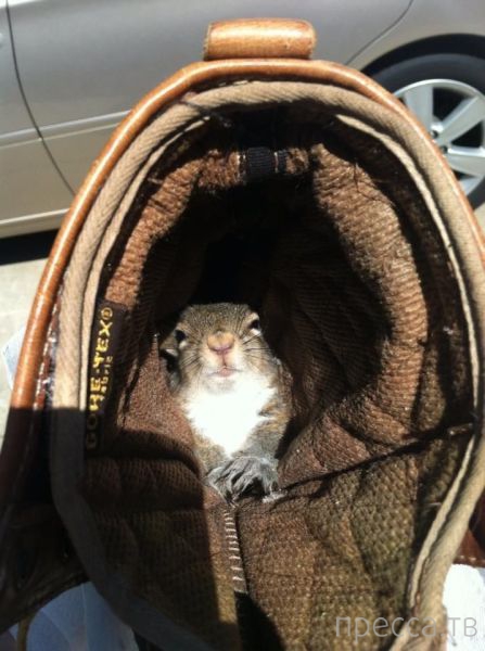 ����� �������� - �������� ��������, ����� 15 (46 ����)