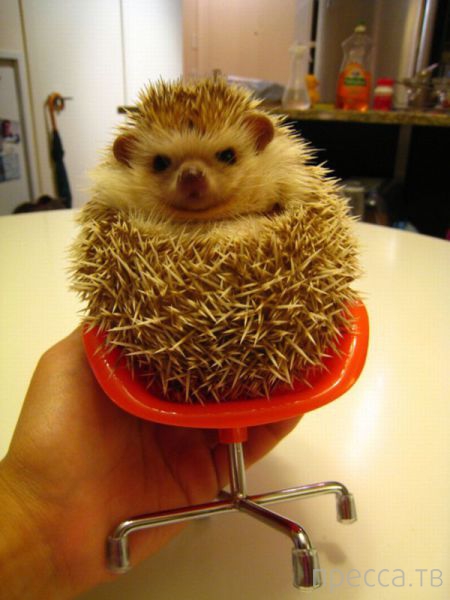 ����� �������� - �������� ��������, ����� 15 (46 ����)