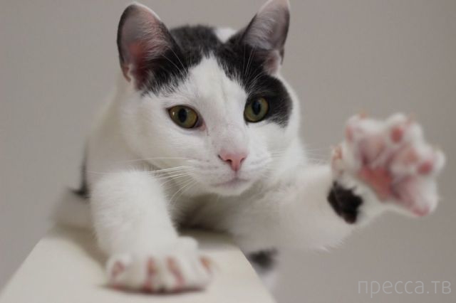 ����� �������� - �������� ��������, ����� 15 (46 ����)