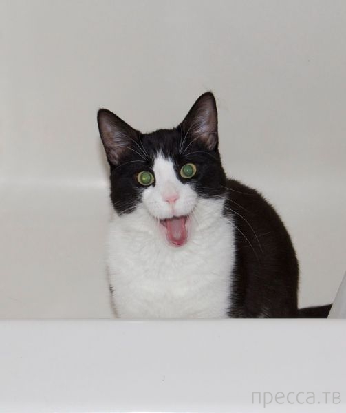 ����� �������� - �������� ��������, ����� 15 (46 ����)