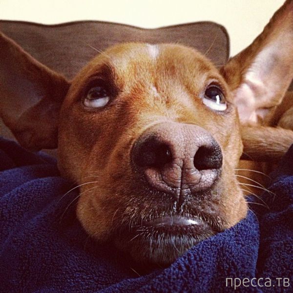 ����� �������� - �������� ��������, ����� 15 (46 ����)