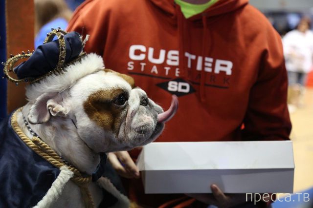 ����� �������� - �������� ��������, ����� 15 (46 ����)