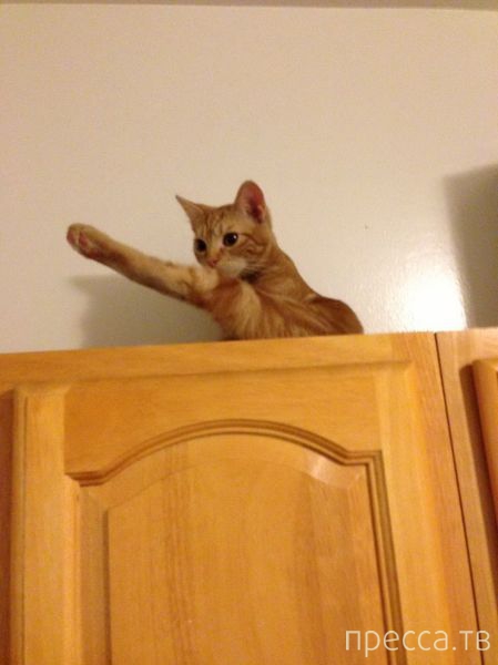 ����� �������� - �������� ��������, ����� 15 (46 ����)