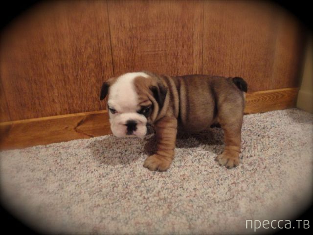 ����� �������� - �������� ��������, ����� 15 (46 ����)