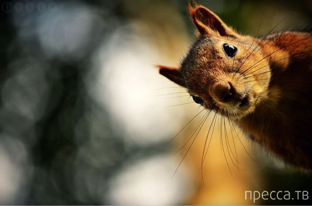 ����� �������� - �������� ��������, ����� 15 (46 ����)