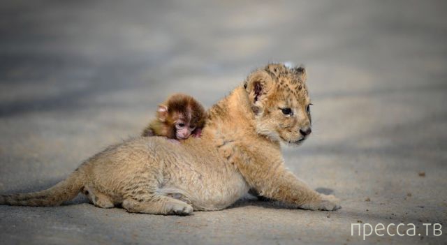 ����� �������� - �������� ��������, ����� 15 (46 ����)