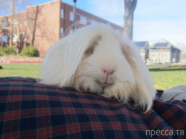 ����� �������� - �������� ��������, ����� 15 (46 ����)