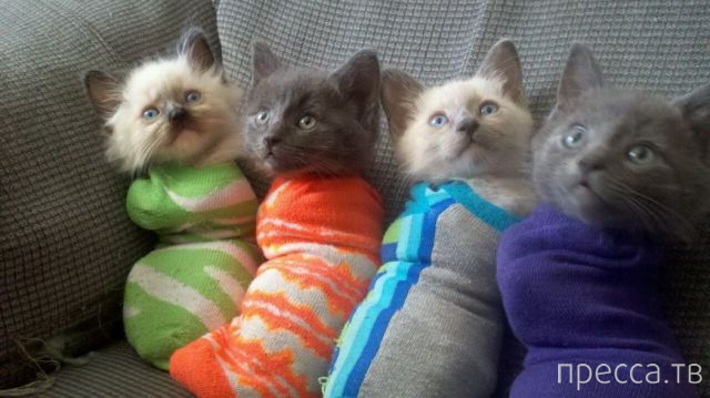 ����� �������� - �������� ��������, ����� 15 (46 ����)