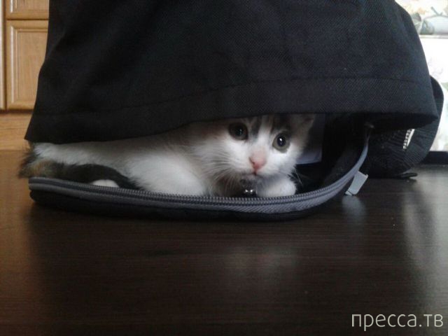 ����� �������� - �������� ��������, ����� 15 (46 ����)