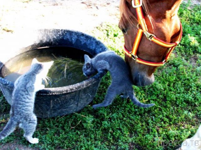 ����� �������� - �������� ��������, ����� 15 (46 ����)