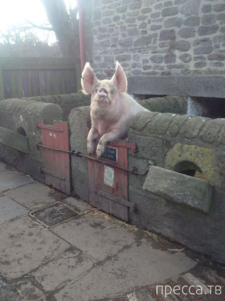 ����� �������� - �������� ��������, ����� 15 (46 ����)