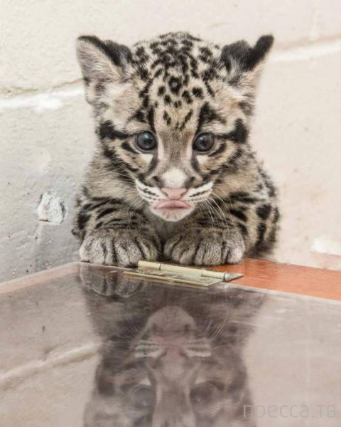 ����� �������� - �������� ��������, ����� 15 (46 ����)