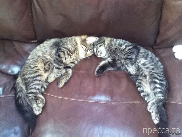 ����� �������� - �������� ��������, ����� 15 (46 ����)