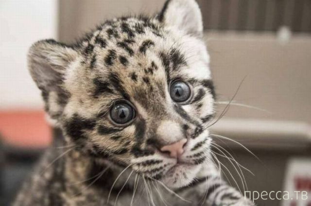 ����� �������� - �������� ��������, ����� 15 (46 ����)