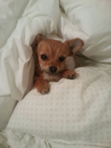 ����� �������� - �������� ��������, ����� 15 (46 ����)