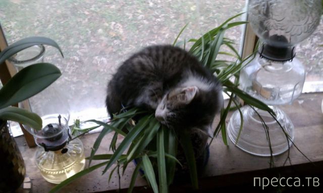 ����� �������� - �������� ��������, ����� 15 (46 ����)