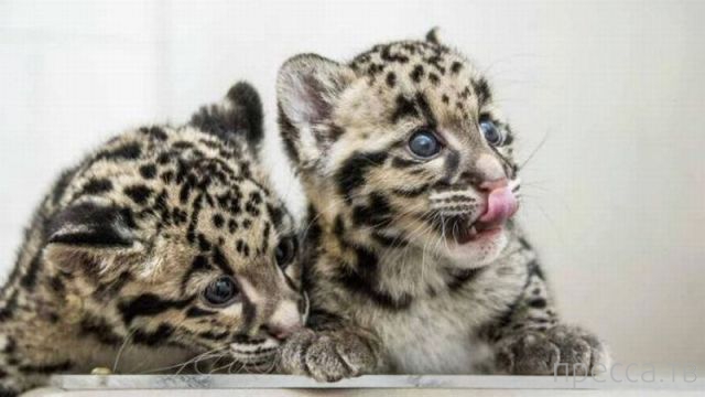 ����� �������� - �������� ��������, ����� 15 (46 ����)