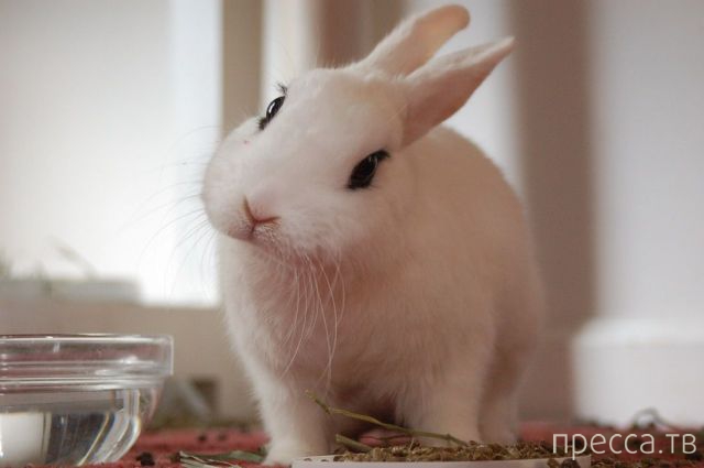 ����� �������� - �������� ��������, ����� 15 (46 ����)