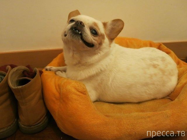 ����� �������� - �������� ��������, ����� 15 (46 ����)