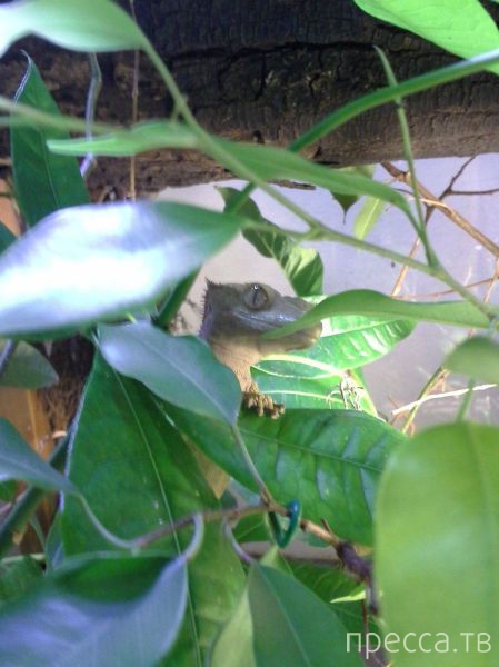 ����� �������� - �������� ��������, ����� 15 (46 ����)